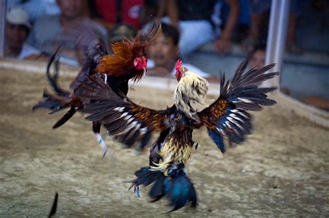 sabong picture